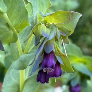 Honeywort
