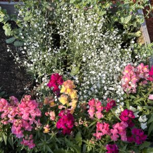 Argentine Forget Me Not seeds