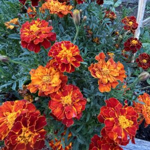 Boy O’ Boy Marigold seed