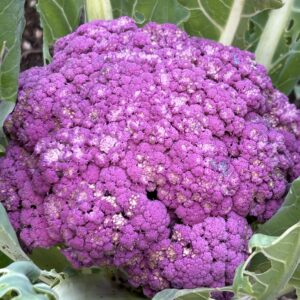 Purple Cauliflower