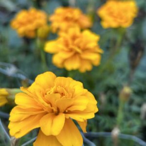 Marigold seed assortment