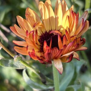 Calendula ‘Zeolight’ Seeds