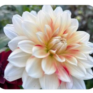 Computer Mouse Pad- Snowfire