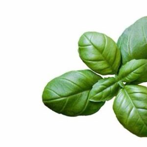 Sweet Basil Seed