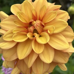 Gingernsnap dahlia  seed