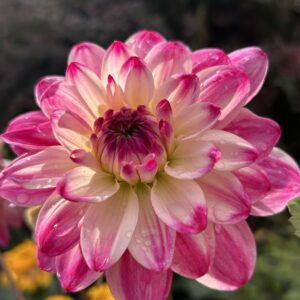 Wine and Roses Dahlia  tubers