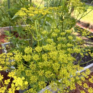 All American Parsnip seed