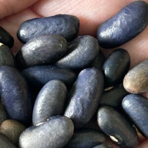 Sacre Blue Bean