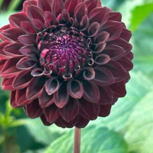 River's Dark Chocolate