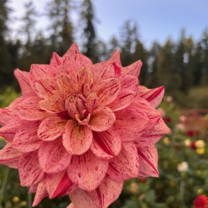 Nonette Dahlia