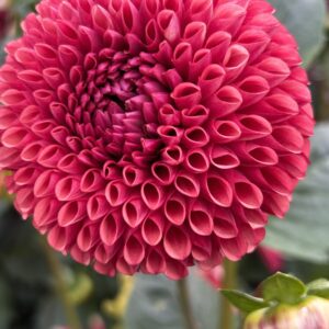 Copper Boy Dahlia Seed