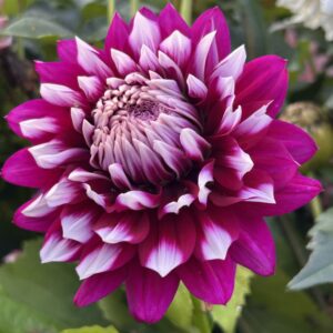 Hollyhill Masquerade