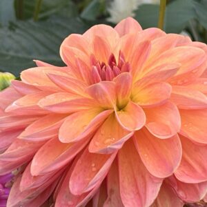 Oregon Sunset Dahlias